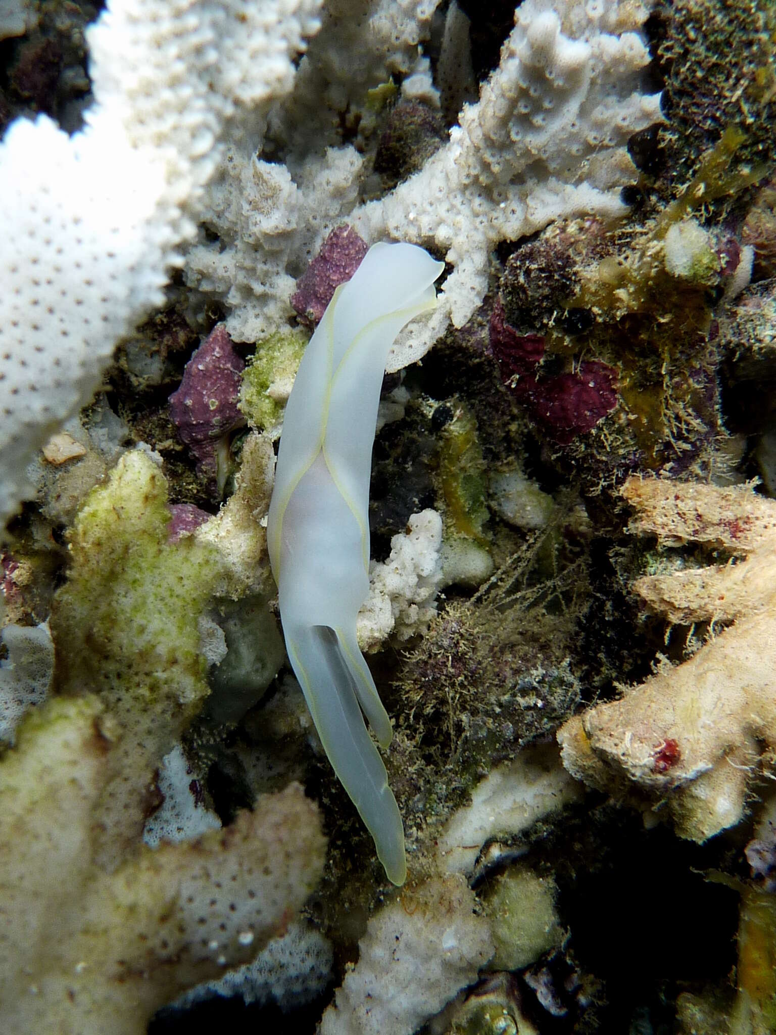 Image of Yellow edged transluscent slug