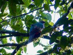 Image of Crested Quetzal