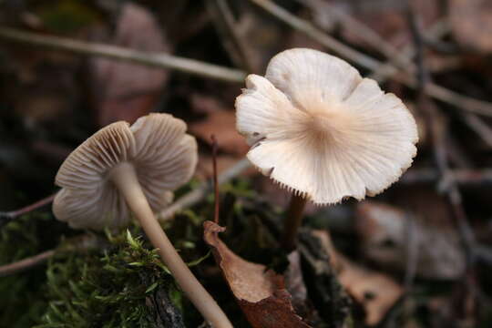 Image of Common Bonnet