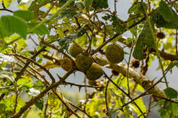 Plancia ëd Solanum aculeastrum Dun.