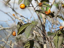 Sivun Diospyros salicifolia Humb. & Bonpl. ex Willd. kuva