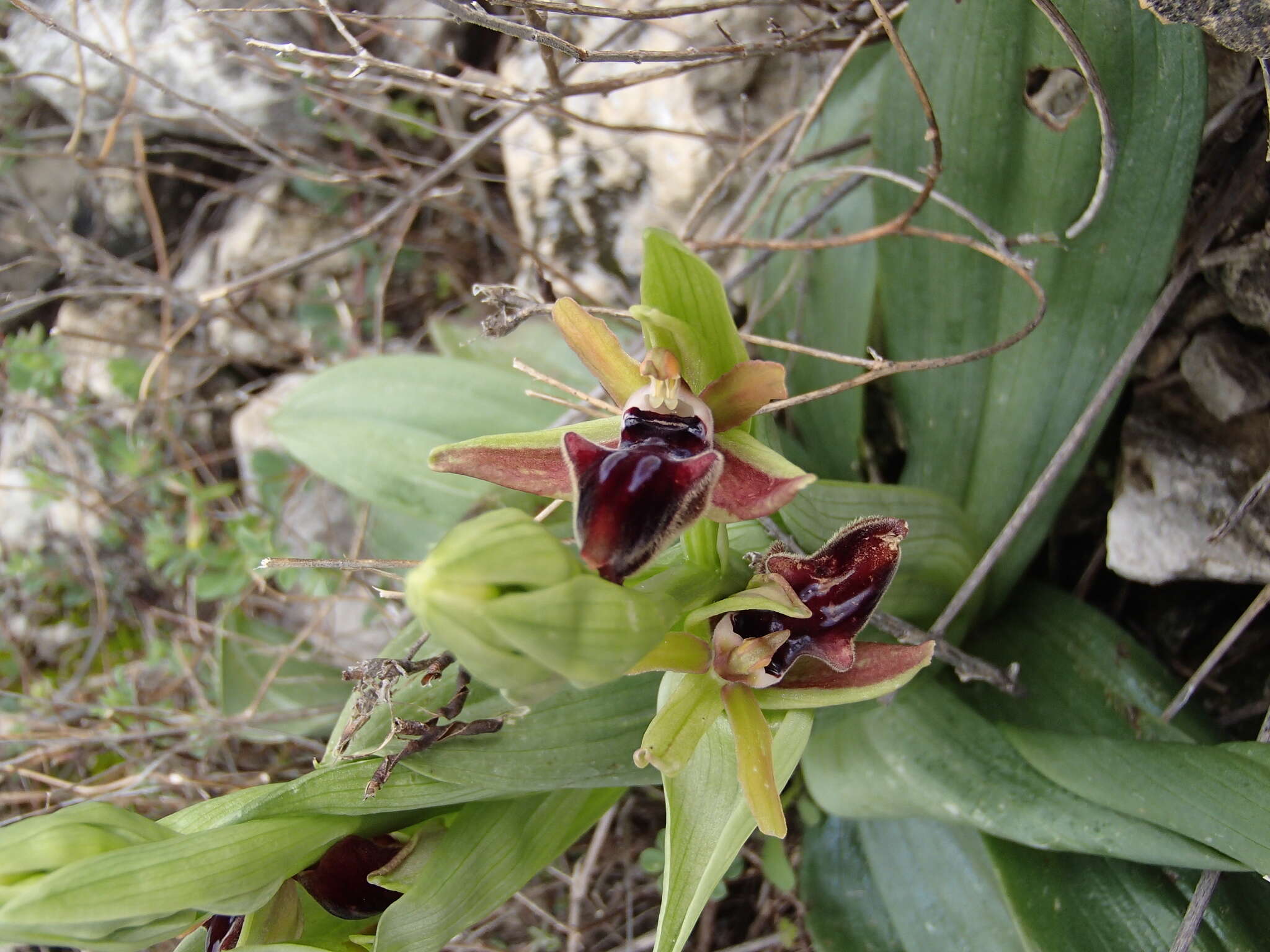 Image of Ophrys mammosa subsp. mouterdeana B. Baumann & H. Baumann