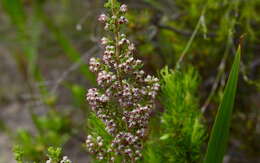 Imagem de Erica hispidula var. hispidula