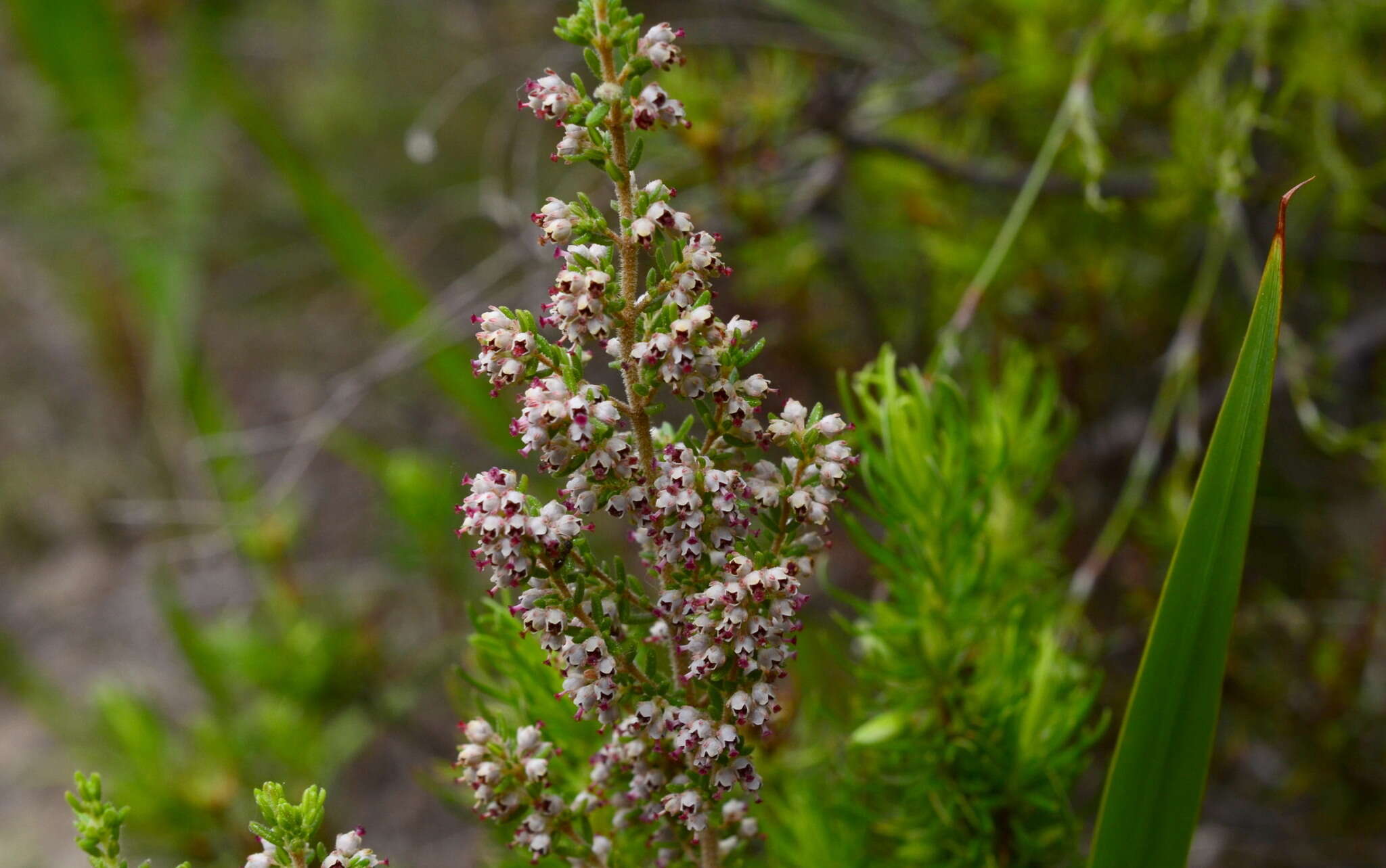 Imagem de Erica hispidula var. hispidula