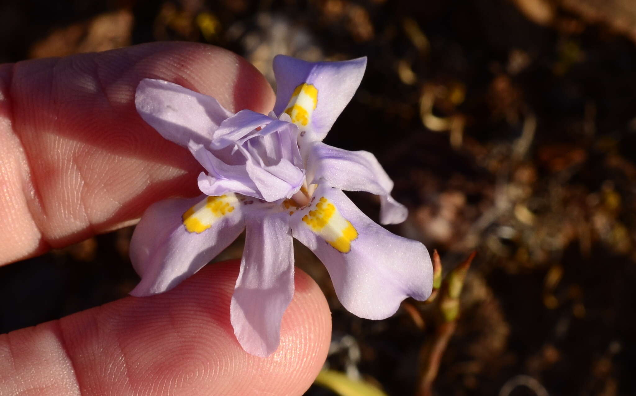 Image of Moraea quartzicola Goldblatt & J. C. Manning