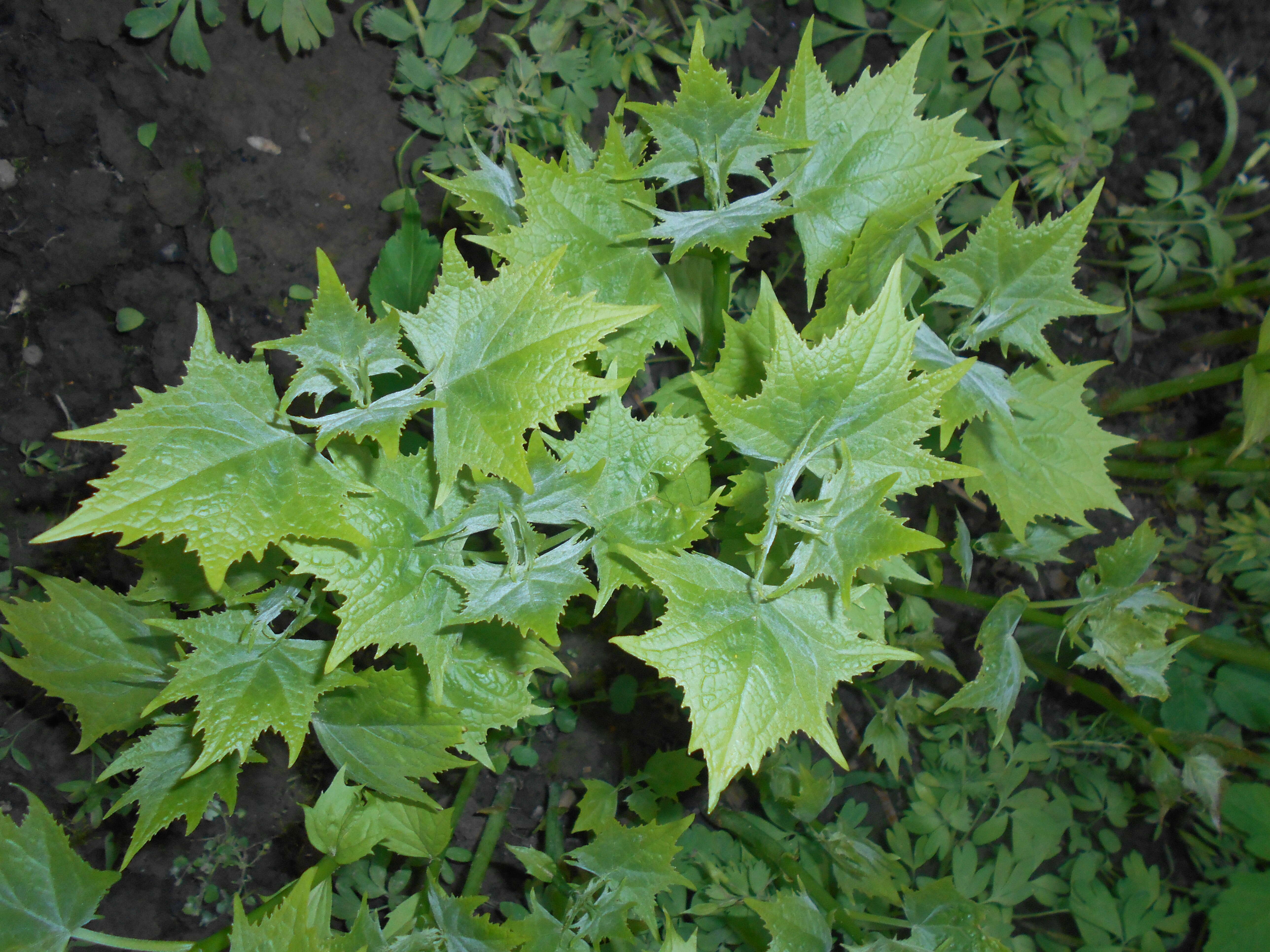 Image of Kirengeshoma palmata Yatabe