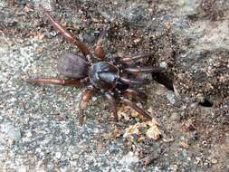 Image of latouchian spiders