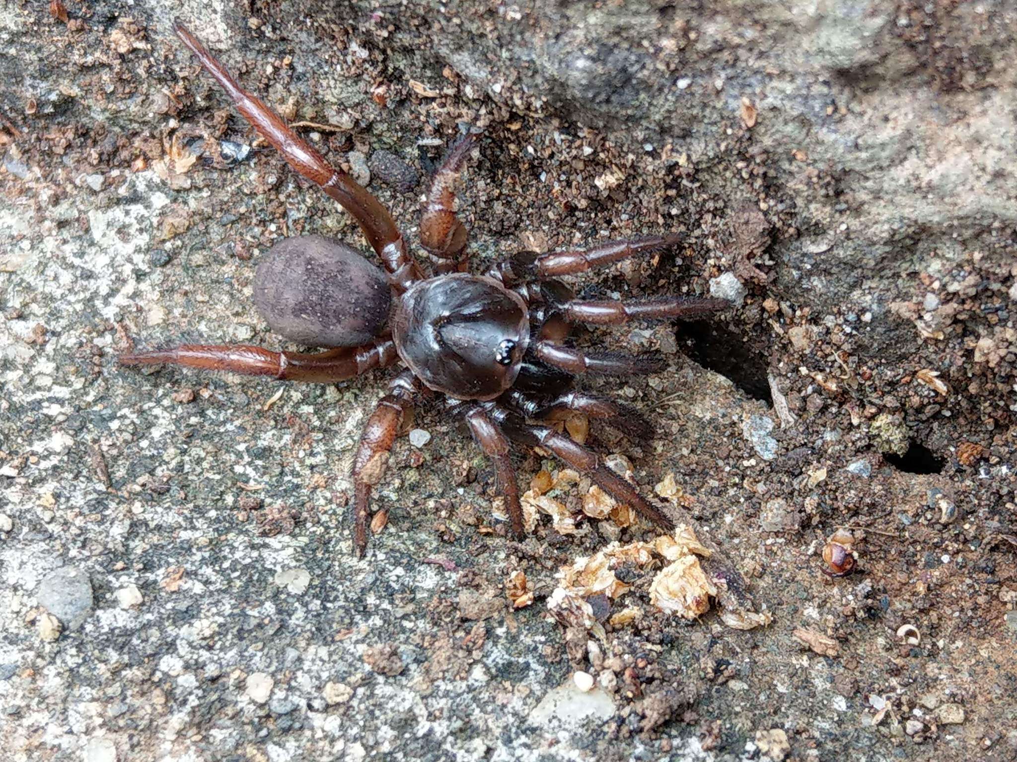 Image of latouchian spiders