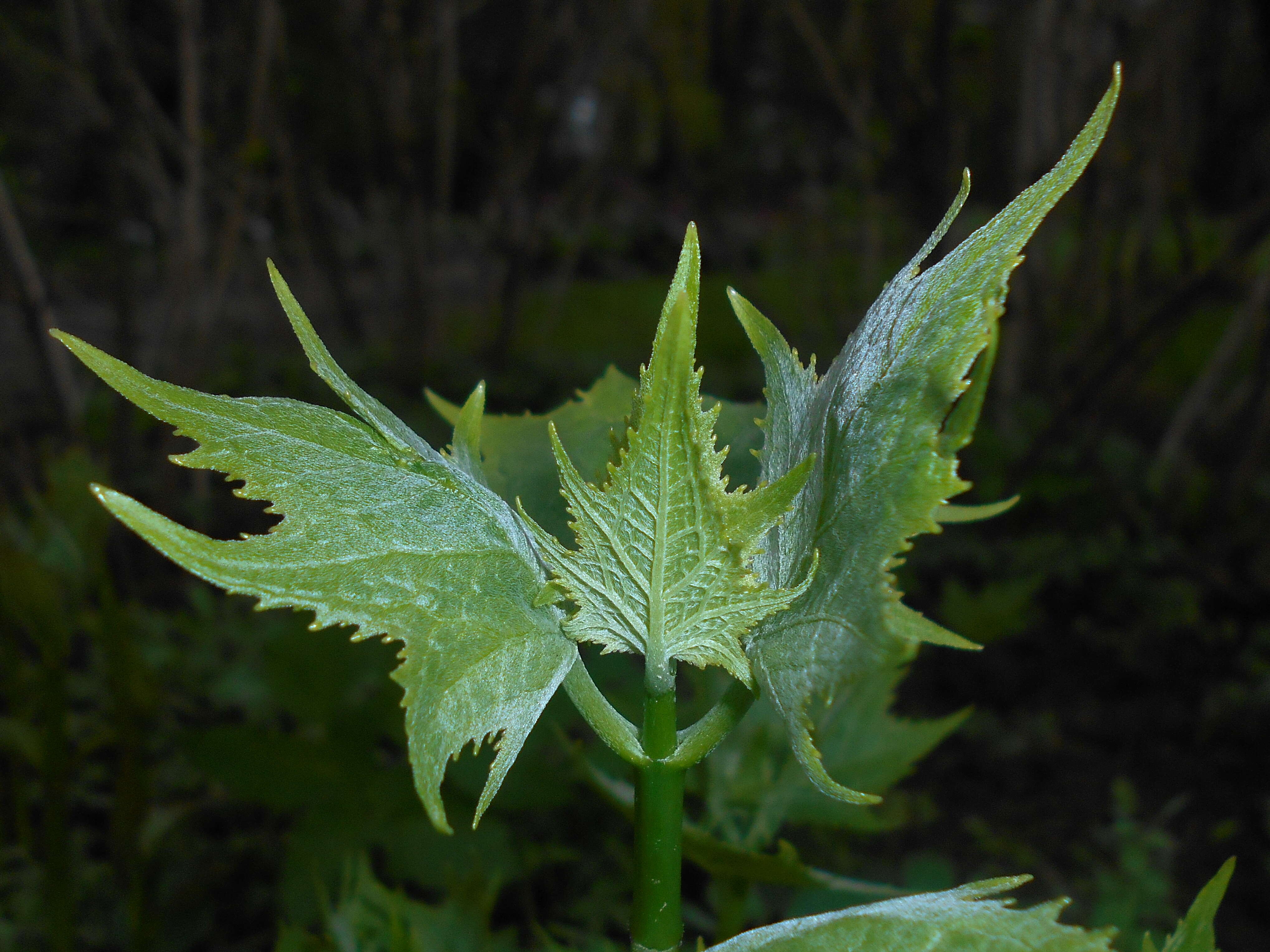 Image of Kirengeshoma palmata Yatabe