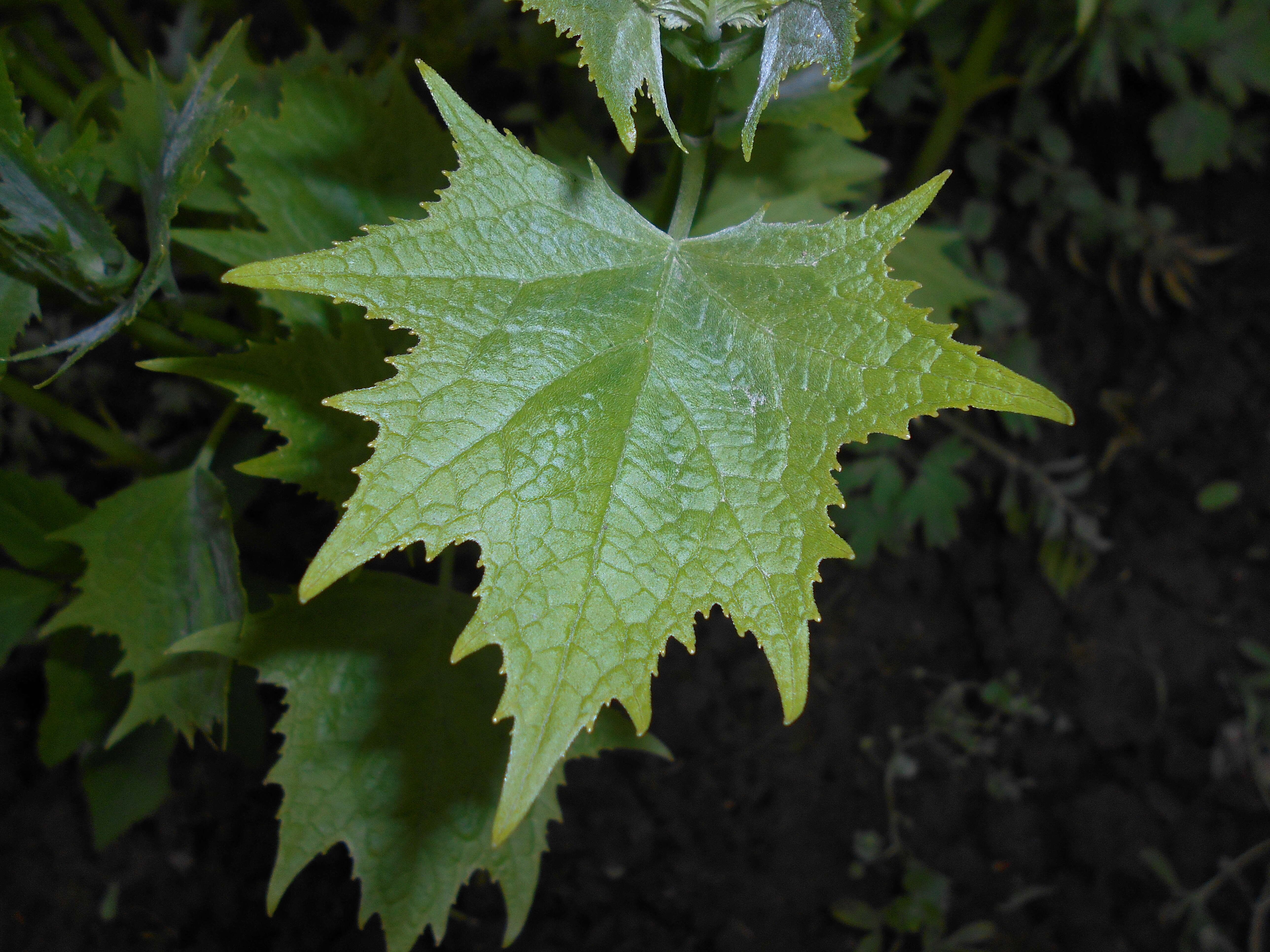 Image of Kirengeshoma palmata Yatabe