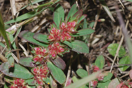 Euphorbia densiflora (Klotzsch) Klotzsch的圖片