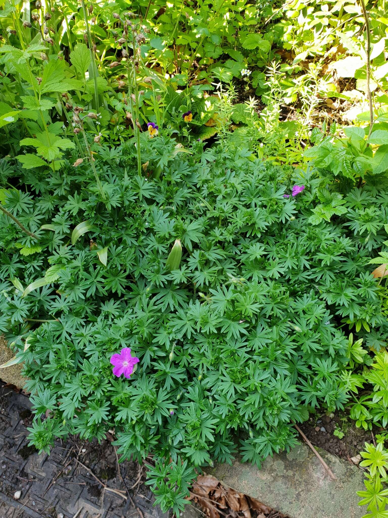 Image of bloody geranium