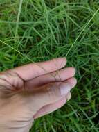 Image of Trailing Crab Grass