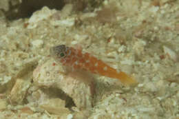 Image of Lantana dwarfgoby