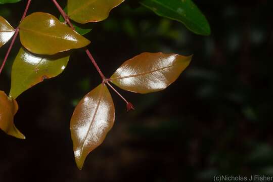 Image of Gossia acmenoides (F. Müll.) N. Snow & Guymer