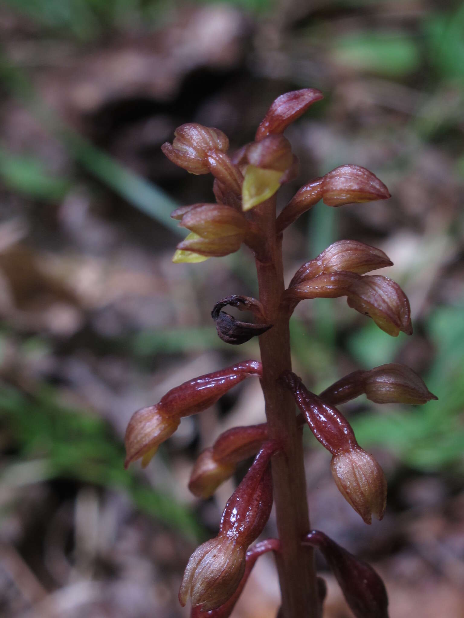 Image of Bentley's coralroot