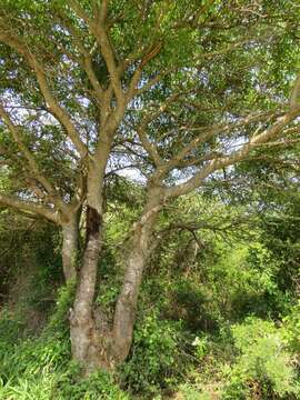 Слика од Sclerocarya birrea (A. Rich.) Hochst.