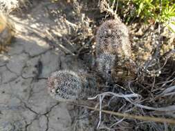 Image of Bailey's Hedgehog Cactus