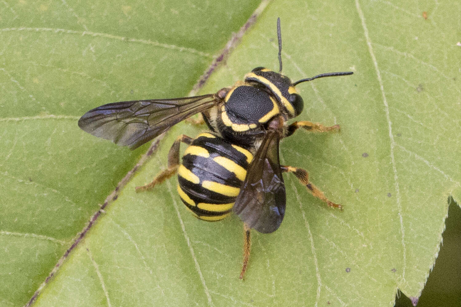 Image of Paranthidium jugatorium lepidum (Cresson 1878)