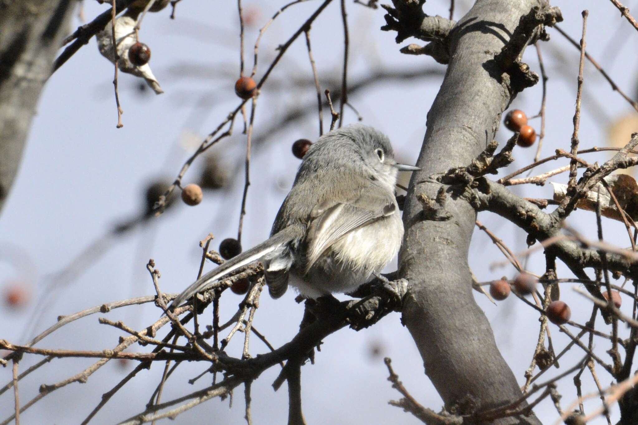 Image of Black-capped Gnatcatcher