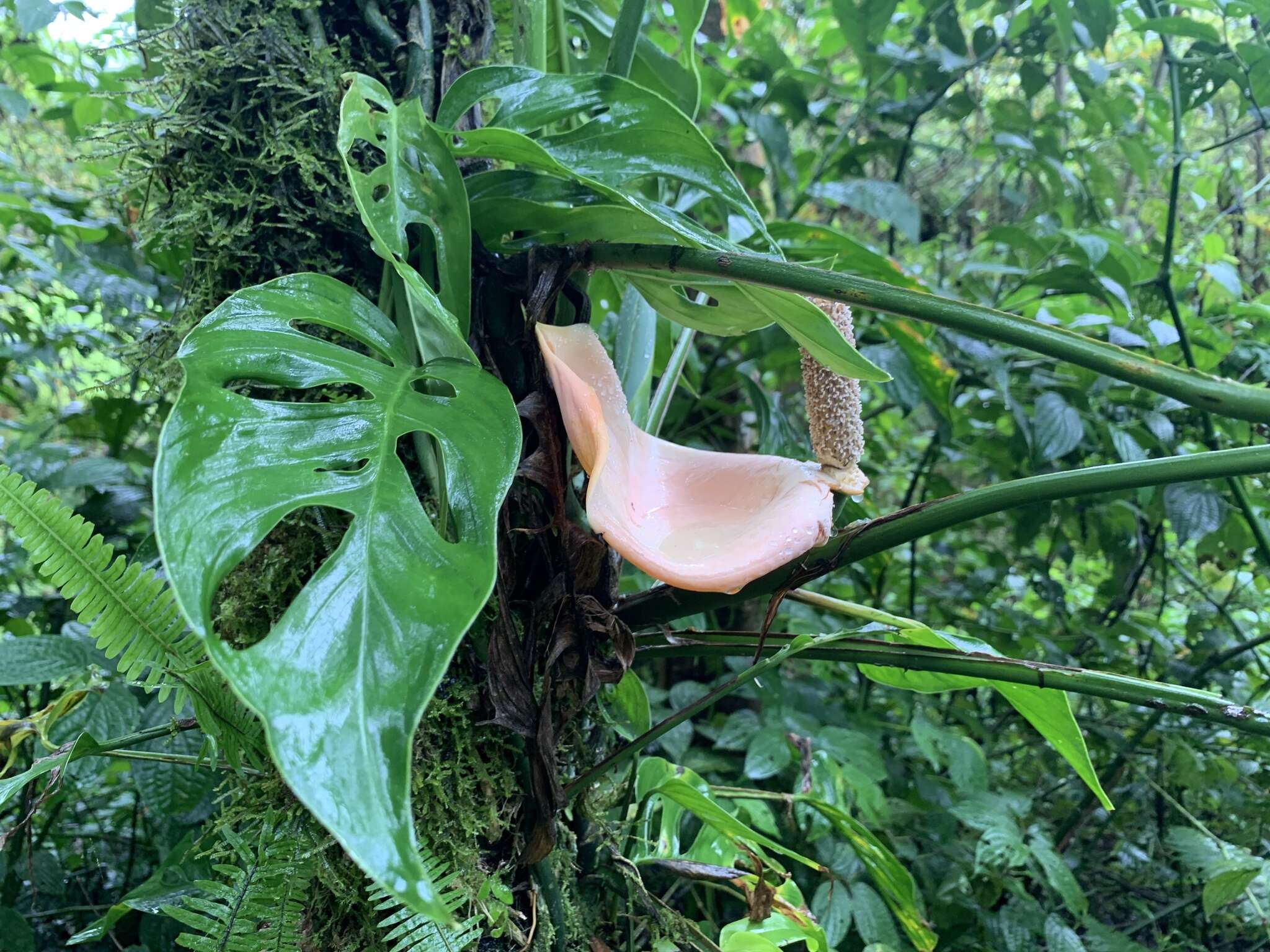 Image of Monstera oreophila Madison