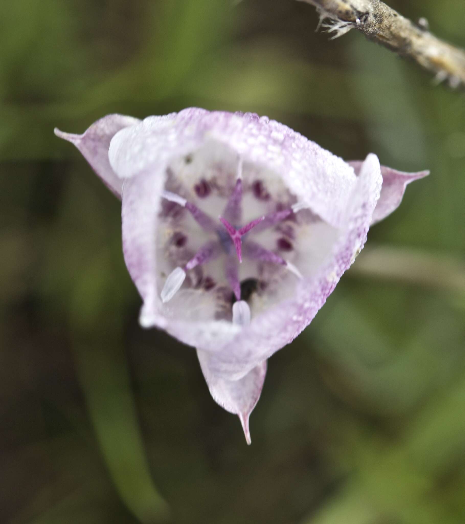 Image de Calochortus umbellatus Alph. Wood