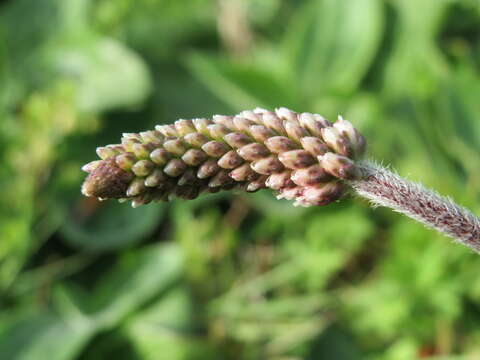 Image of Hoary Plantain