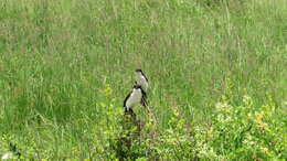 Image of Long-tailed Fiscal