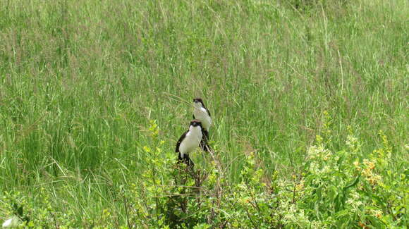 Image of Long-tailed Fiscal