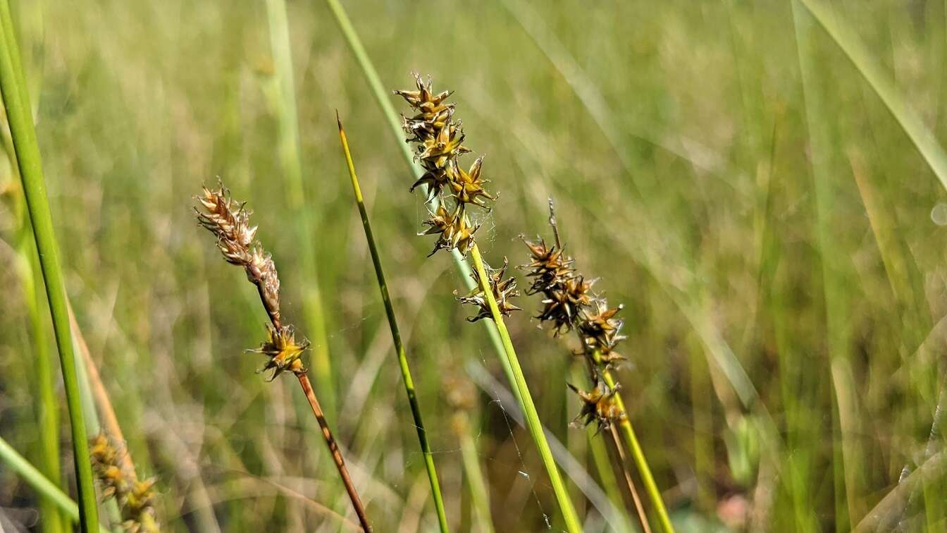 Plancia ëd Carex sterilis Willd.