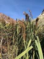 Image of California Saw-Grass