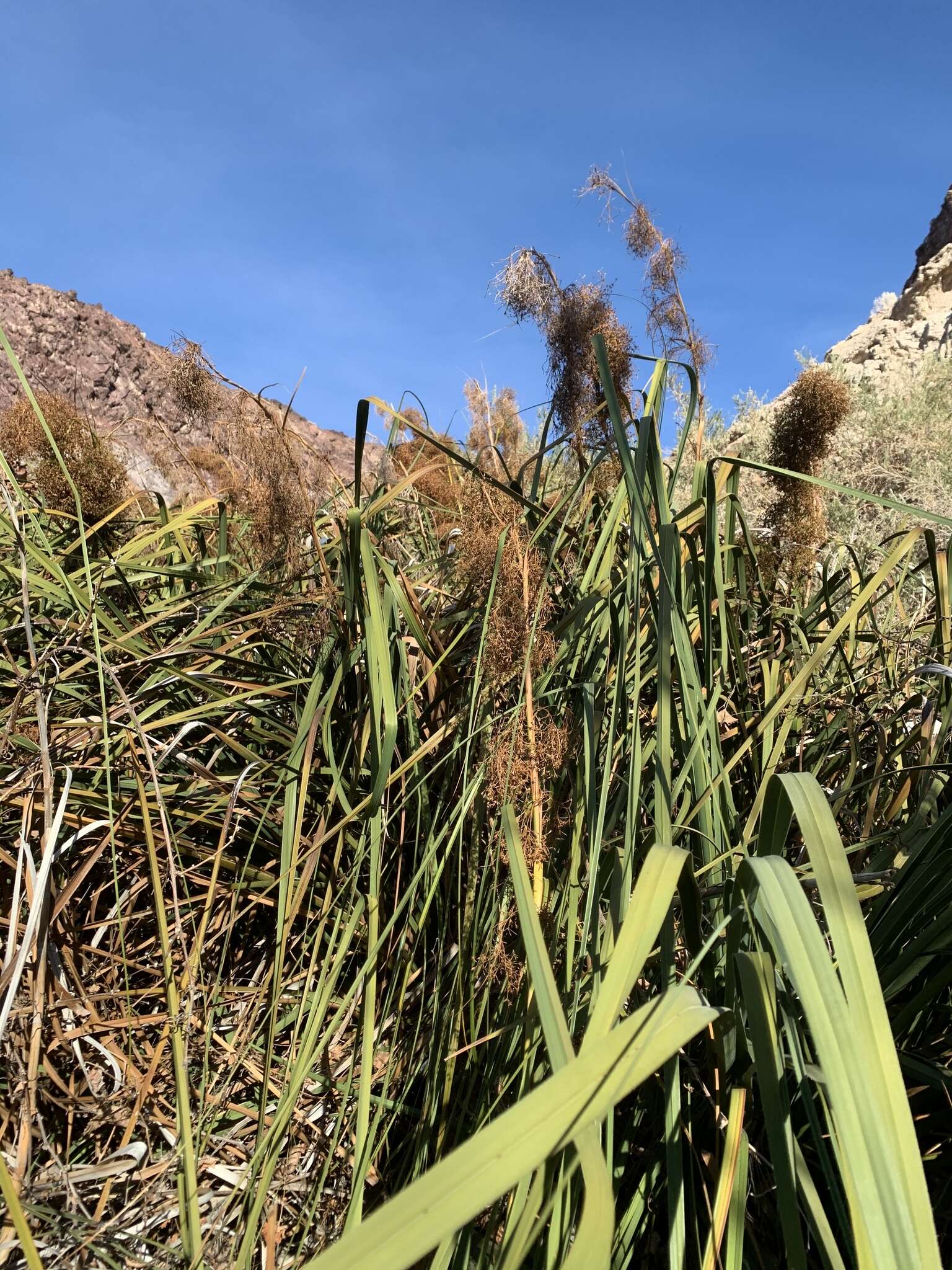 Imagem de Cladium mariscus subsp. californicum (S. Watson) Govaerts