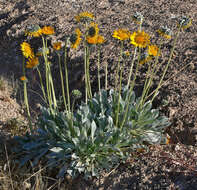 Image of silverleaf sunray