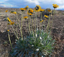 Image of silverleaf sunray