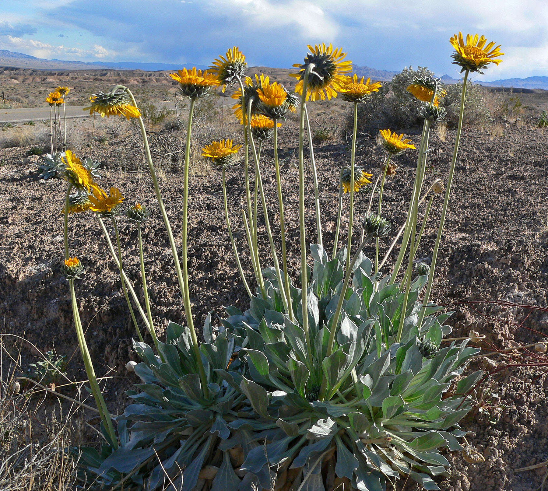 Image of silverleaf sunray