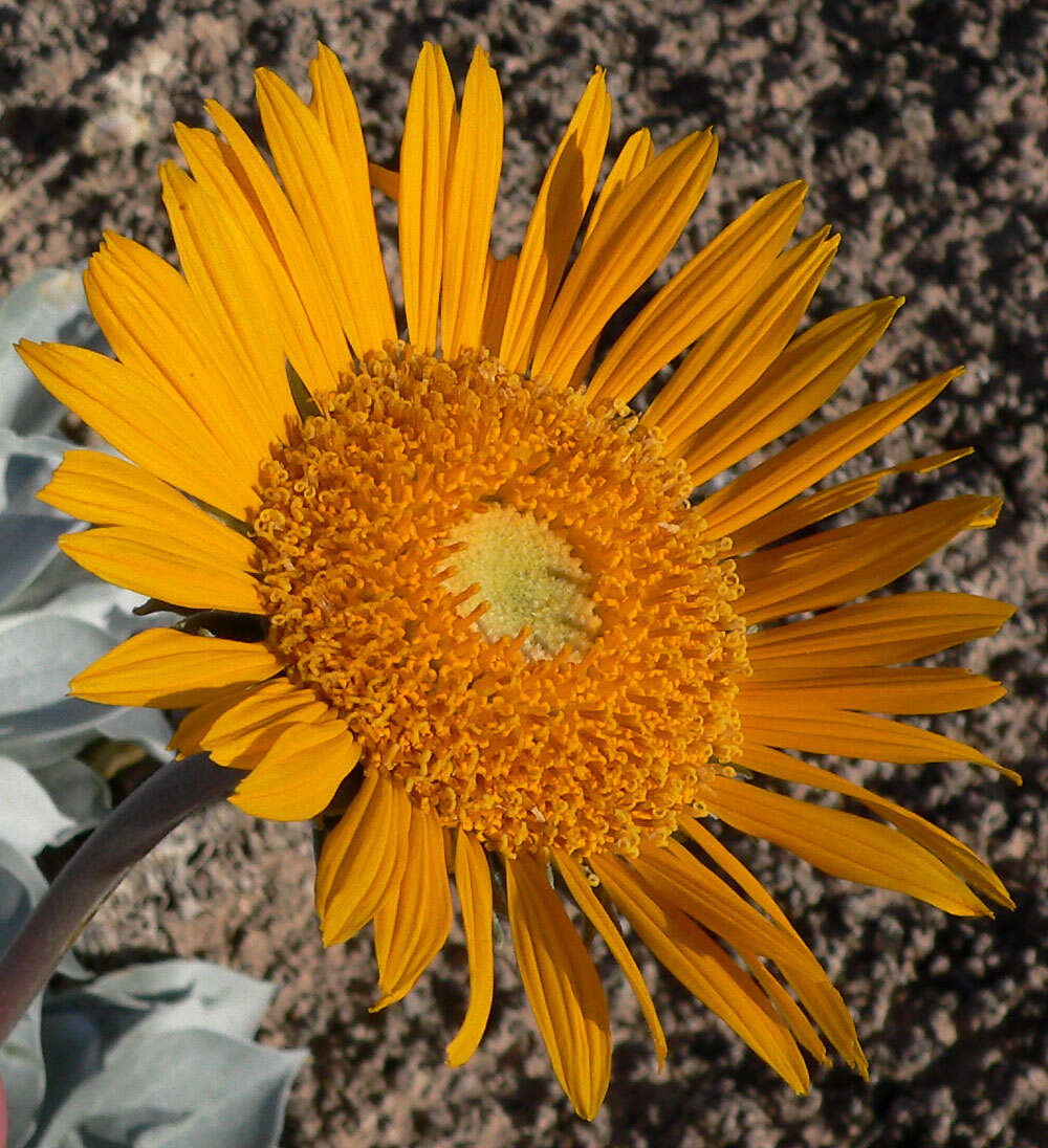 Image of silverleaf sunray