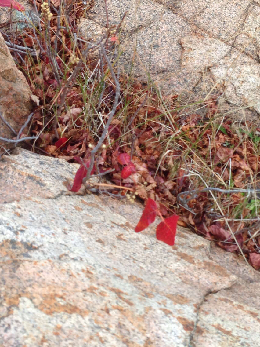 Image of western poison ivy