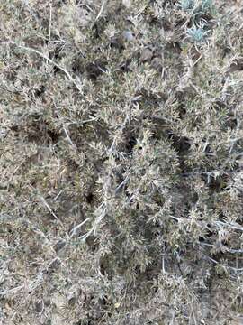 Image of hairy crinklemat