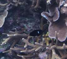 Image of Black Angelfish