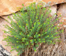 Euphorbia schizoloba Engelm. resmi