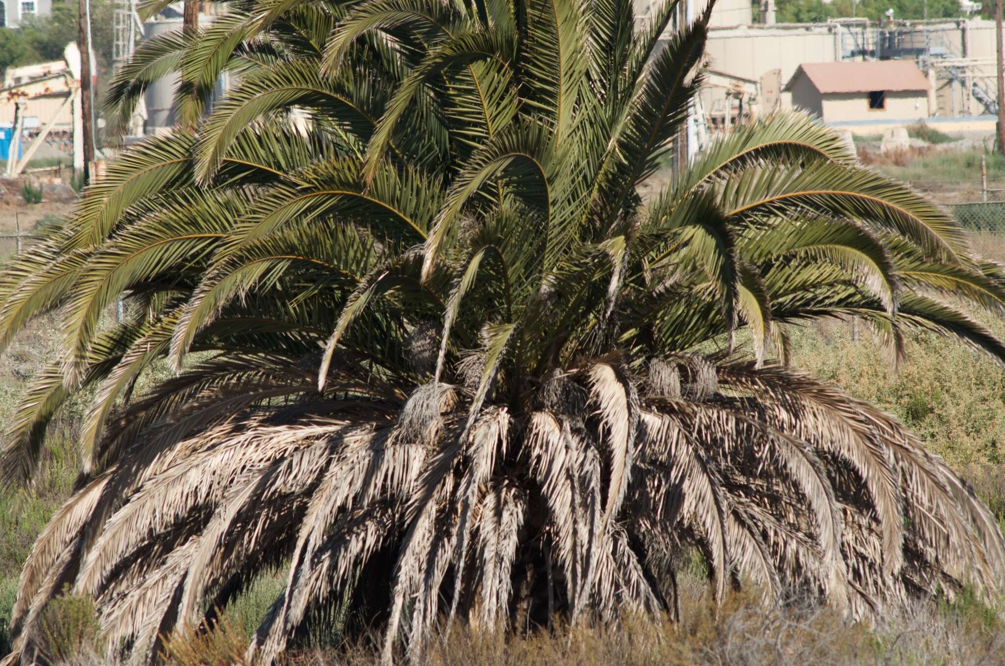 Phoenix canariensis H. Wildpret resmi