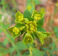 Euphorbia schizoloba Engelm. resmi