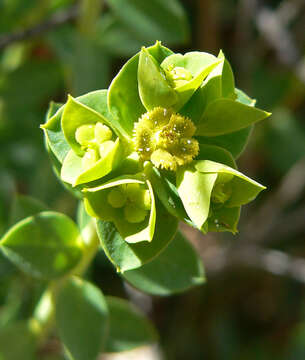 Euphorbia schizoloba Engelm. resmi