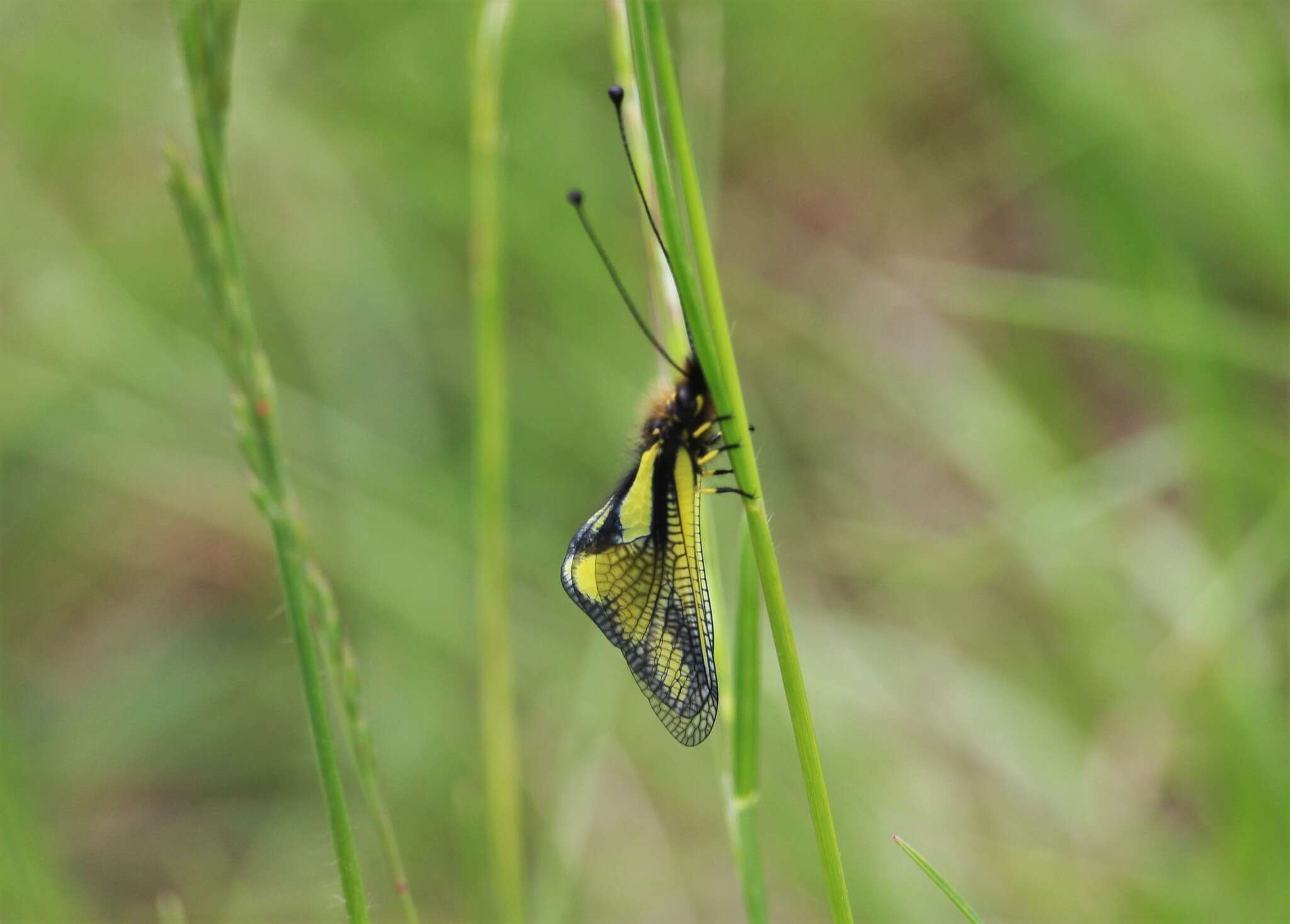 Image of Owly sulphur