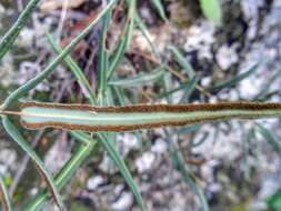 Image of Pellaea notabilis Maxon