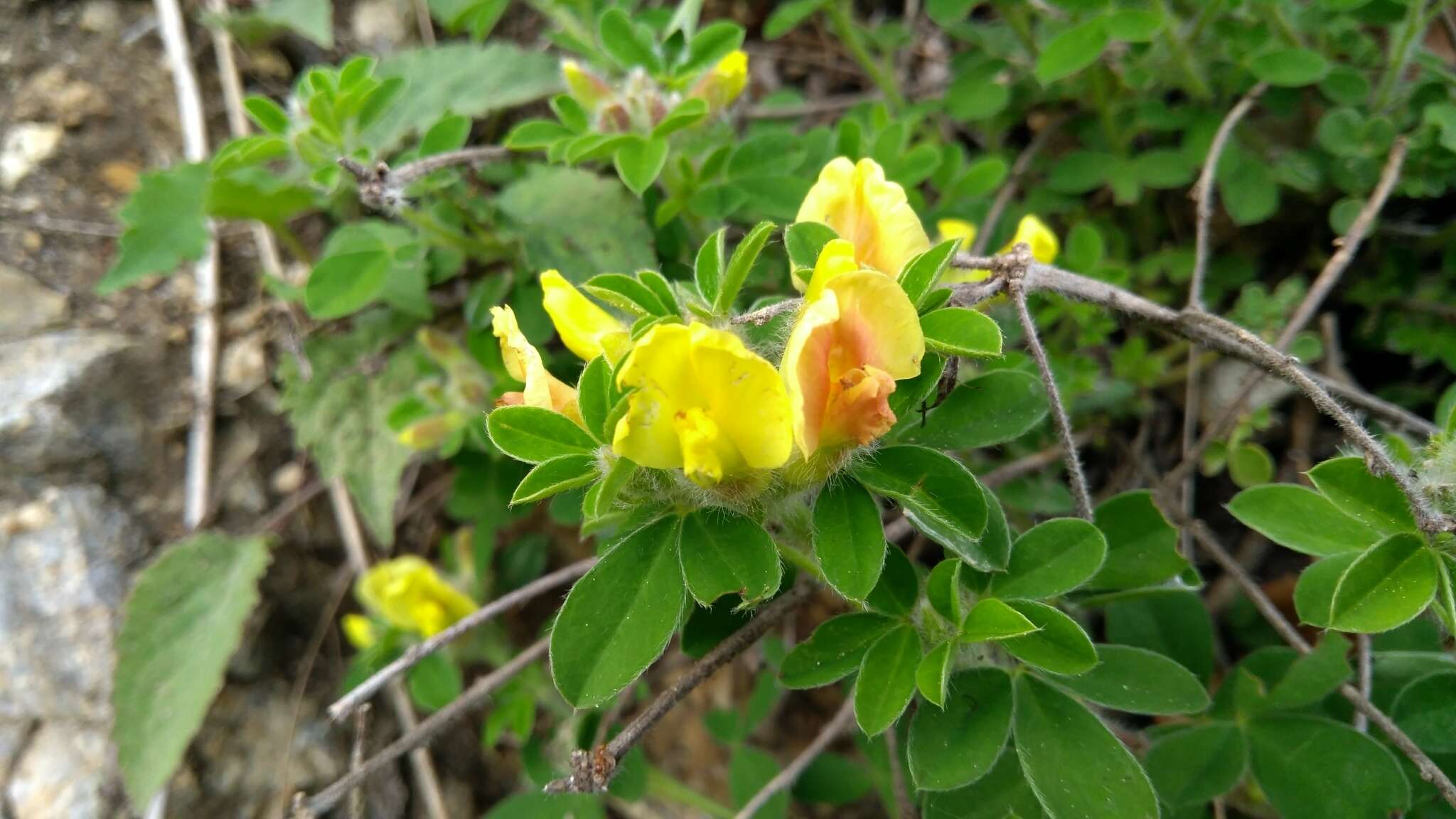 Image of big-flower broom