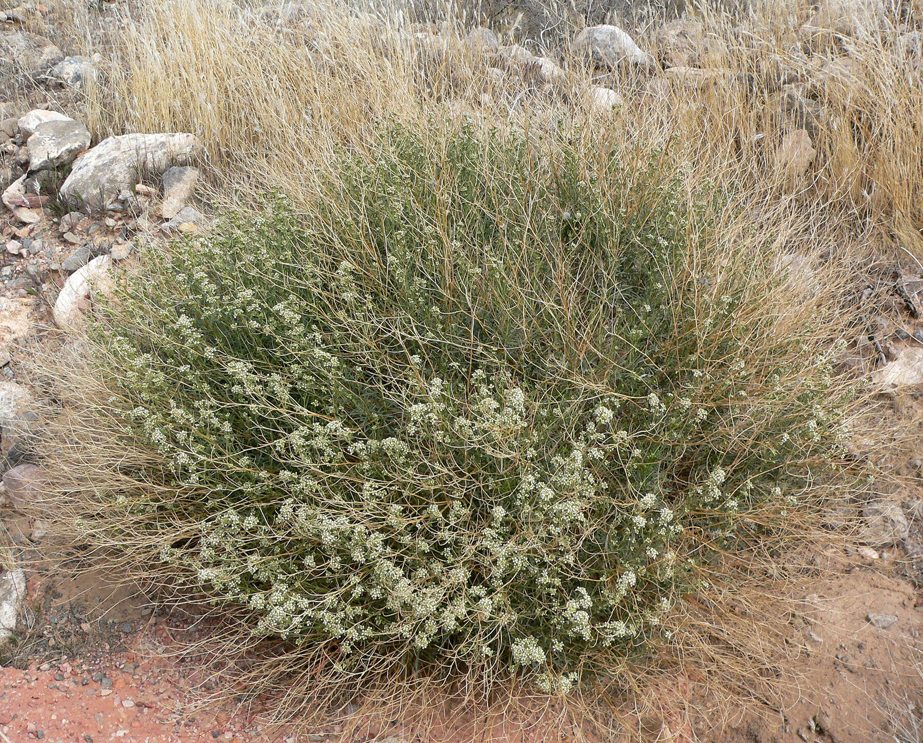 Image de Lepidium fremontii S. Watson