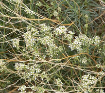 Image de Lepidium fremontii S. Watson