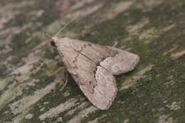 Image of White-line snout moth