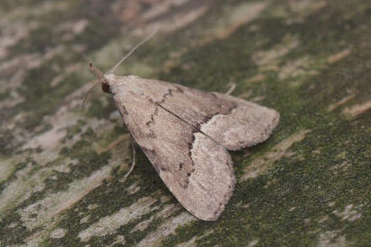 Image of White-line snout moth